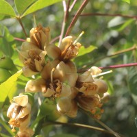 Ceiba pentandra (L.) Gaertn.